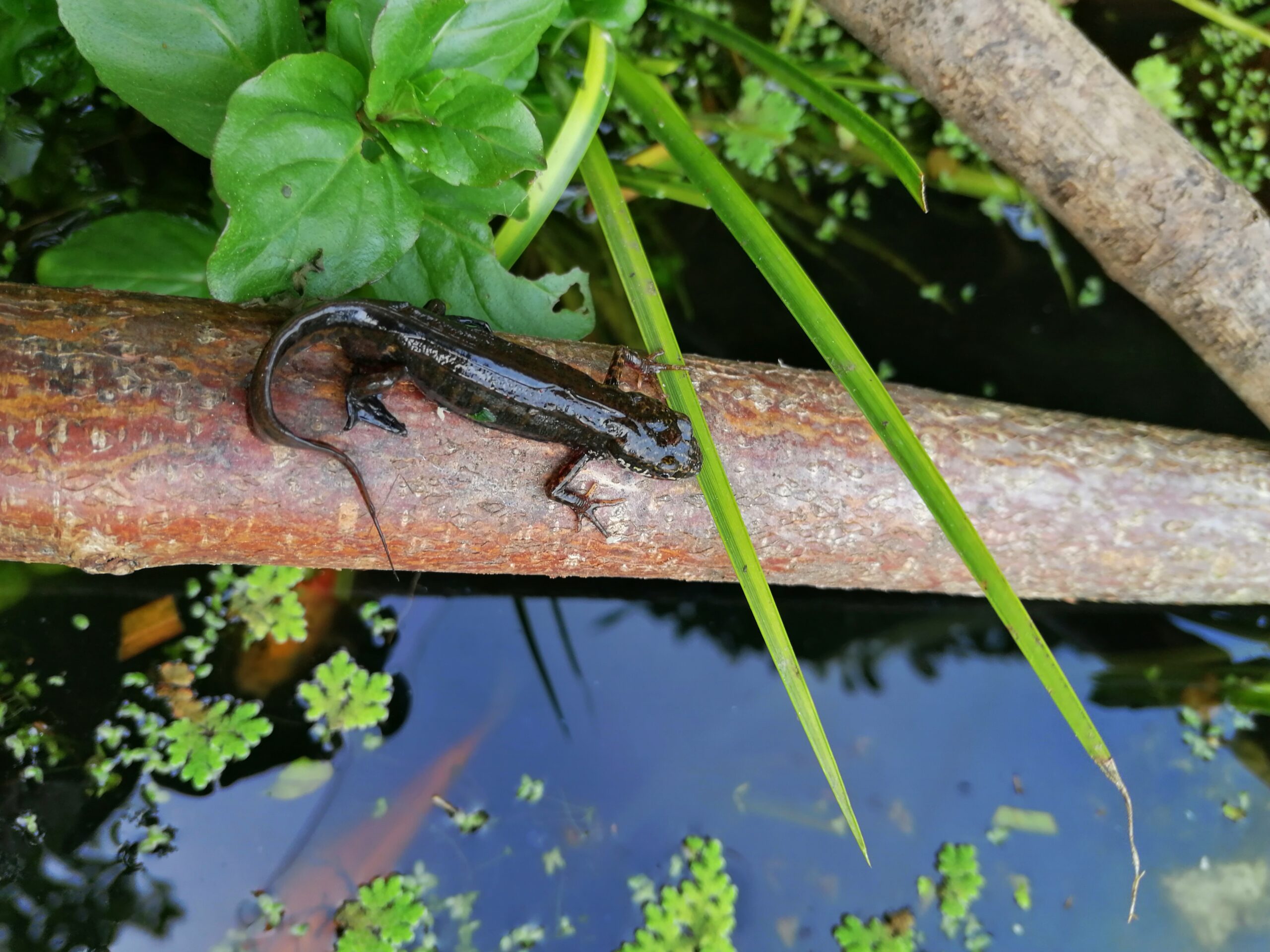 Bienvenue sur le site « du jardin au balcon »